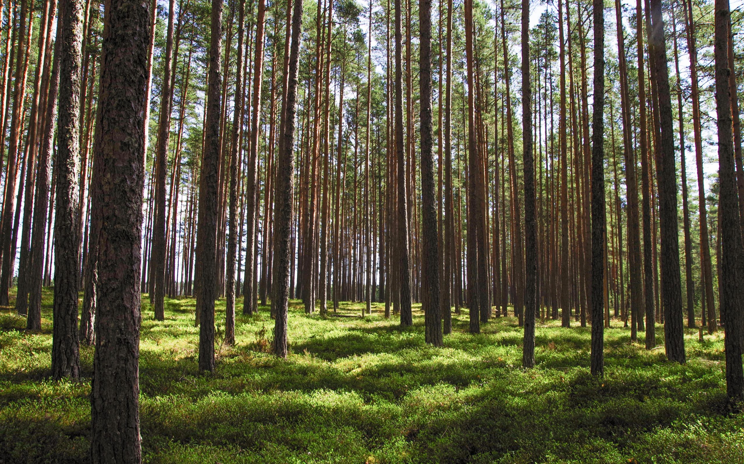 trees-1093184